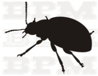 /album/fotogaleria-hmyz/hmyz-34-jpg/